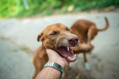 dog bite-lawsuit-statistics