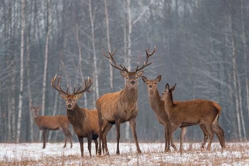 deer
