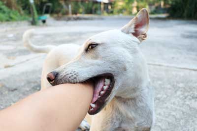 A dog biting an individual in Atlanta